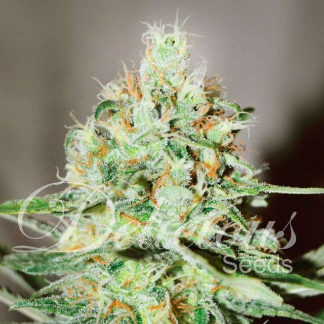 Jagg Kush feminizada de Delicious Seeds