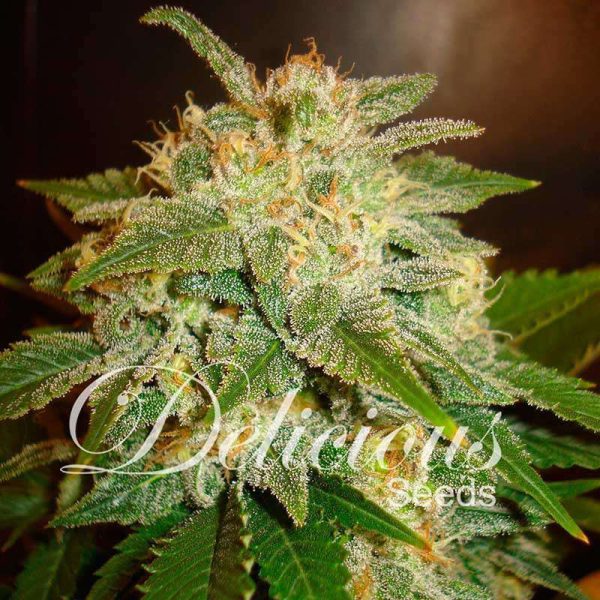 La Bella Afrodita Auto de Delicious Seeds