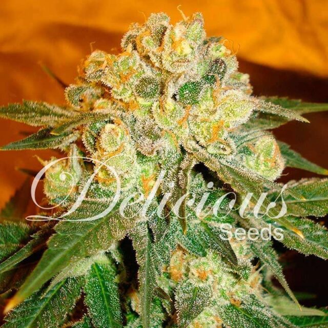 Marmalate feminizada de Delicious Seeds