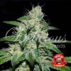 Marmalate regular de Delicious Seeds