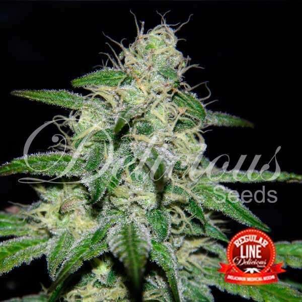 Marmalate regular de Delicious Seeds