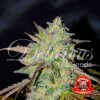 Marmalate regular de Delicious Seeds