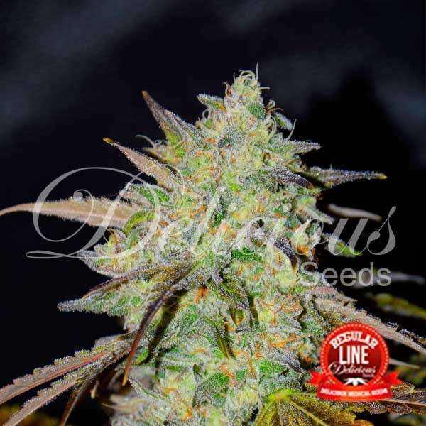 Marmalate regular de Delicious Seeds