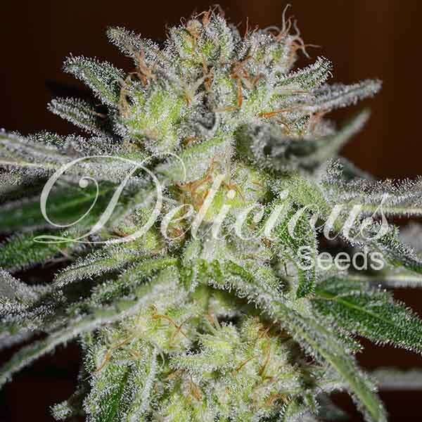 Northern Light Blue feminizada de Delicious Seeds