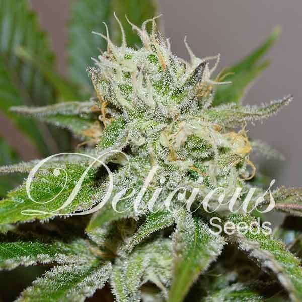 Original Juan Herer feminizada de Delicious Seeds