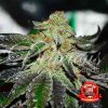 Original Juan Herer regular de Delicious Seeds