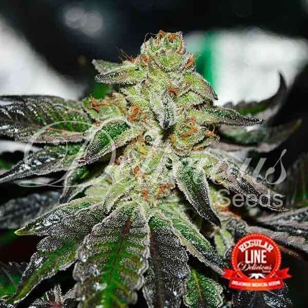 Original Juan Herer regular de Delicious Seeds