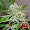 Original Juan Herer regular de Delicious Seeds