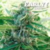 Sugar Black Early Version feminizada de Delicious Seeds
