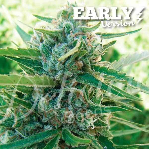 Sugar Black Early Version feminizada de Delicious Seeds