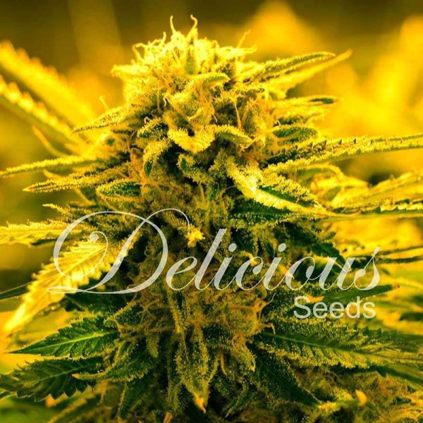 Sugar Black Rose Auto de Delicious Seeds