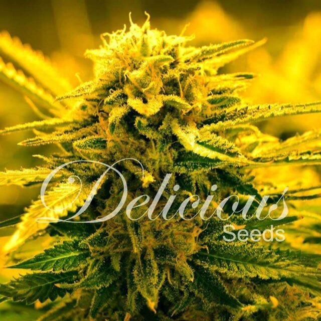 Sugar Black Rose Auto de Delicious Seeds