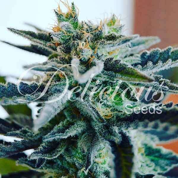 Sugar Black Rose feminizada de Delicious Seeds