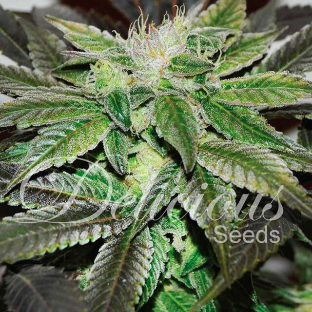 Sugar Candy feminizada de Delicious Seeds