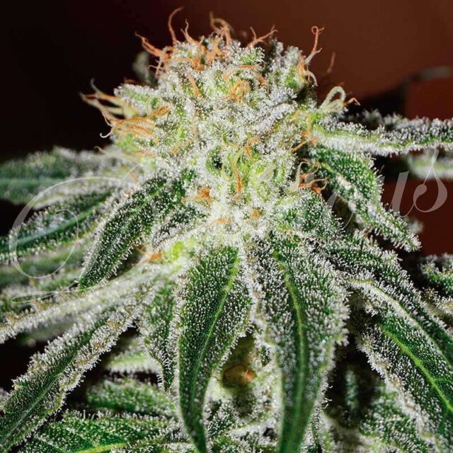 Black Russian feminizada de Delicious Seeds