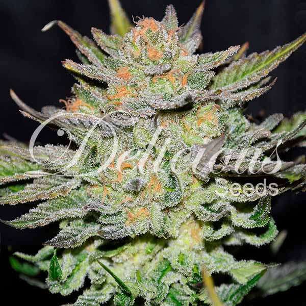 Blue Ace CBD Auto de Delicious Seeds