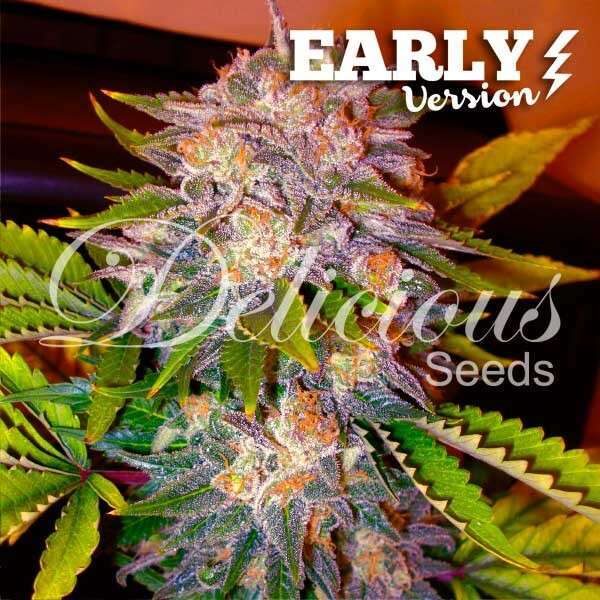 Caramelo Early Version feminizada de Delicious Seeds