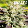 Caramelo Early Version feminizada de Delicious Seeds