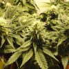 Caramelo feminizada de Delicious Seeds