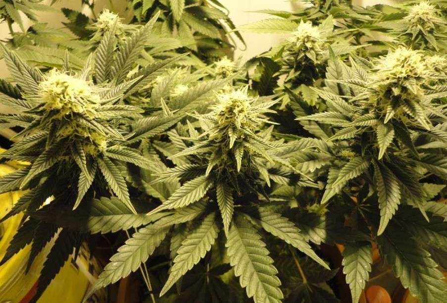 Caramelo feminizada de Delicious Seeds