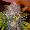 Caramelo feminizada de Delicious Seeds