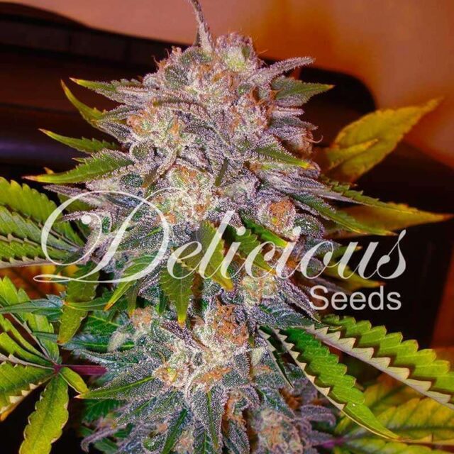 Caramelo feminizada de Delicious Seeds