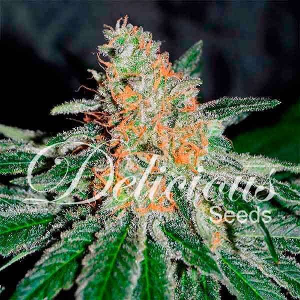 CBD Jam feminizada de Delicious Seeds