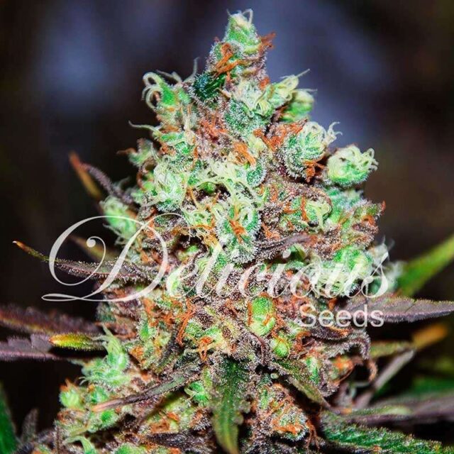 Cotton Candy Kush feminizada de Delicious Seeds