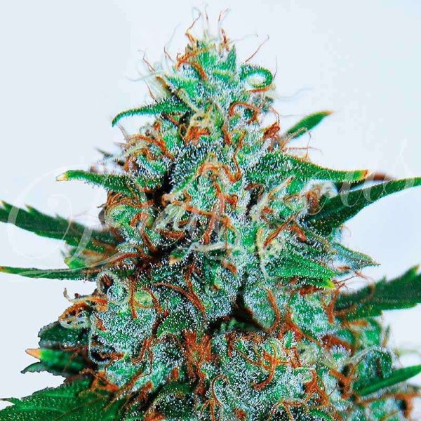 Critical Neville Haze Auto de Delicious Seeds