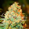 Critical Super Silver Haze feminizada de Delicious Seeds