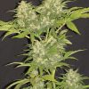 Critical Super Silver Haze feminizada de Delicious Seeds