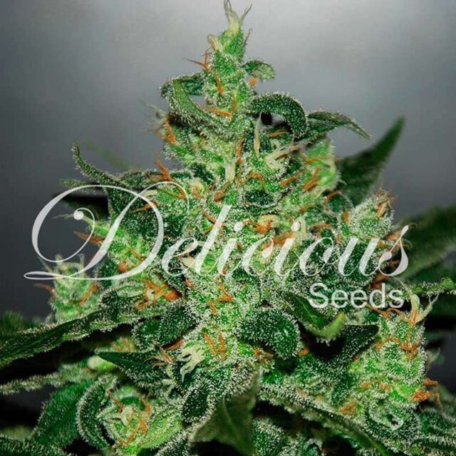 Critical x Jack Herer Auto de Delicious Seeds