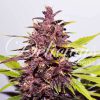Auto Dark Purple de Delicious Seeds