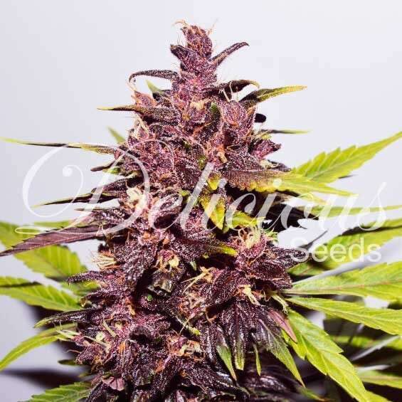 Auto Dark Purple de Delicious Seeds