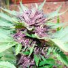 Auto Dark Purple de Delicious Seeds