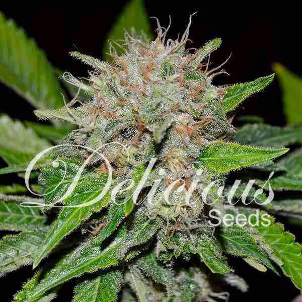 Deep Mandarine CBD feminizada de Delicious Seeds