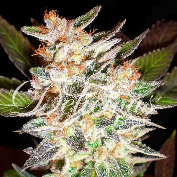 Delicious Candy Auto de Delicious Seeds