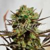Delicious Candy feminizada de Delicious Seeds