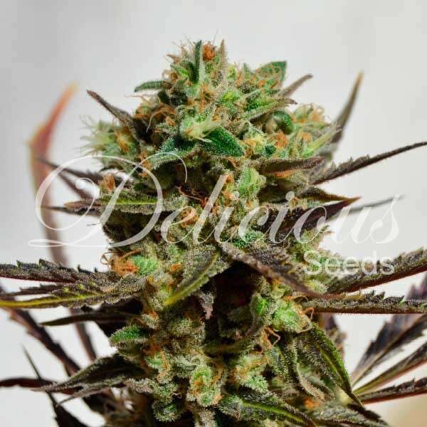 Delicious Candy feminizada de Delicious Seeds