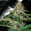 Delicious Candy feminizada de Delicious Seeds