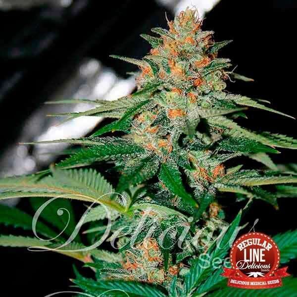 Delicious Candy regular de Delicious Seeds