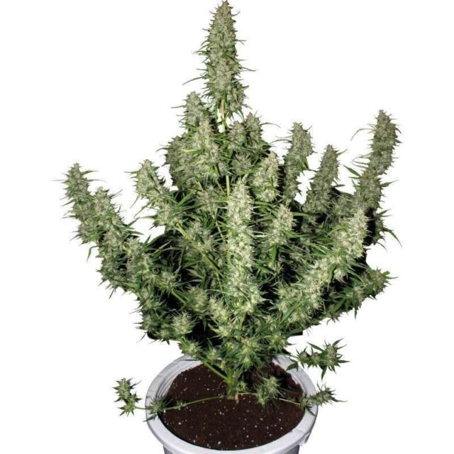 Magnum Auto de Buddha Seeds