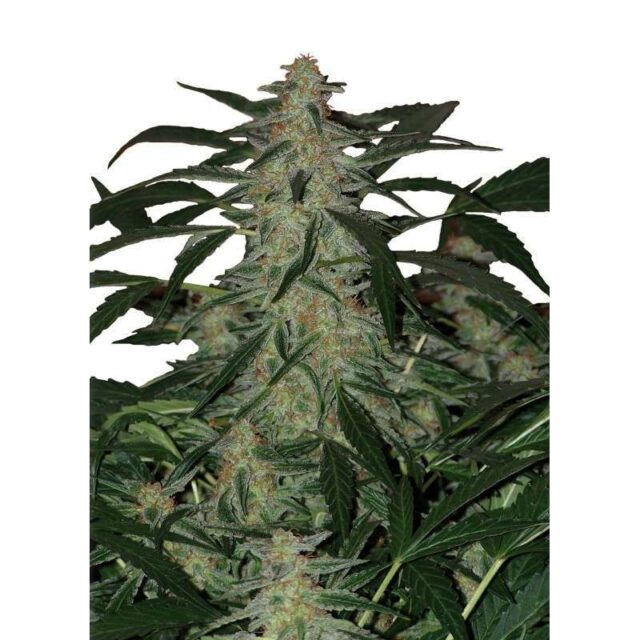 Deimos Auto de Buddha Seeds
