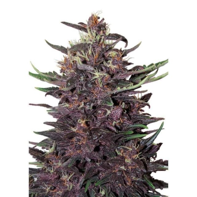 Buddha Purple Kush Auto de Buddha Seeds