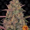 Pineapple Chunk feminizada de Barney's Farm