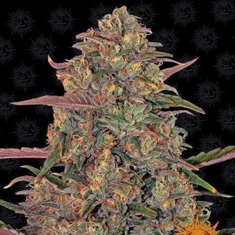 Pineapple Chunk feminizada de Barney's Farm