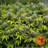 Pineapple Chunk feminizada de Barney's Farm