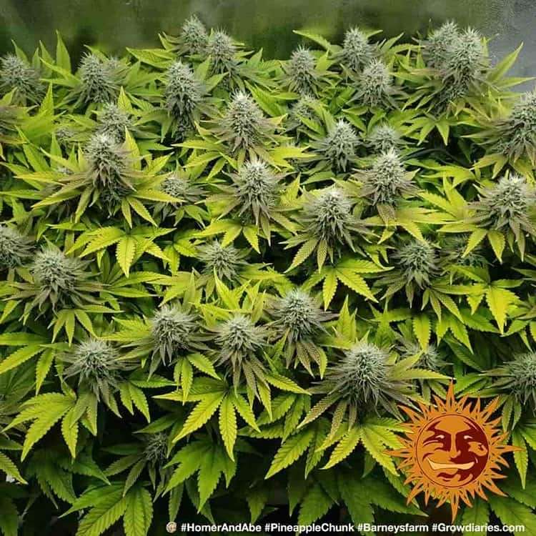 Pineapple Chunk feminizada de Barney's Farm