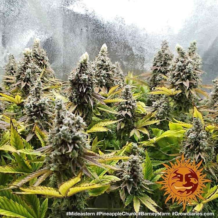 Pineapple Chunk feminizada de Barney's Farm