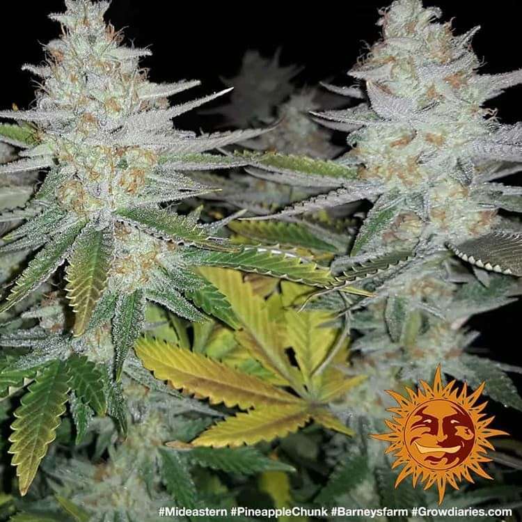 Pineapple Chunk feminizada de Barney's Farm